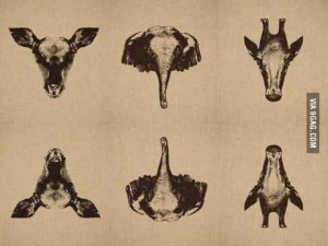 animals upsidedown1