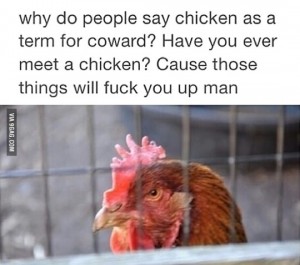 chicken coward