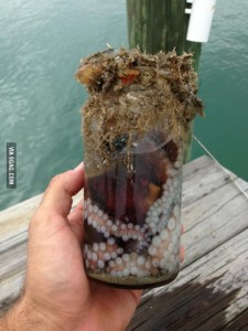 octopus jar