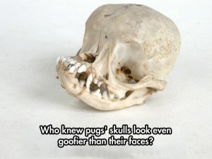 pug skull
