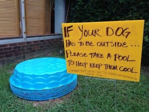 take a pool for your dog